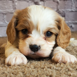Cavalier King Charles Spaniel Puppy Devon