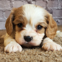 Cavalier King Charles Spaniel Puppy Devon