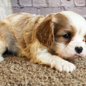Cavalier King Charles Spaniel Puppy Devon