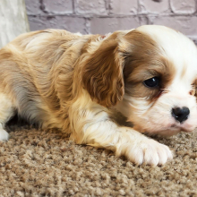 Cavalier King Charles Spaniel Puppy Devon