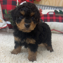 Aussiedoodle Puppy Colt