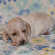 Dachshund Puppy Prada