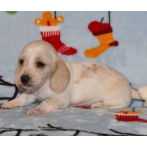 Dachshund Puppy Prada