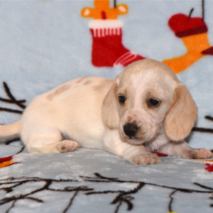 Dachshund Puppy Prada