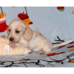 Dachshund Puppy Prada