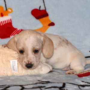 Dachshund Puppy Prada