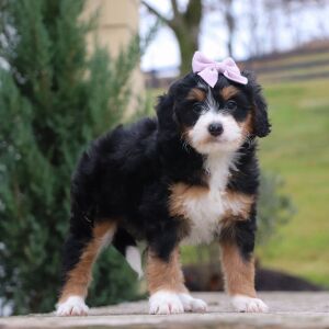 Bernedoodle Puppy Lola