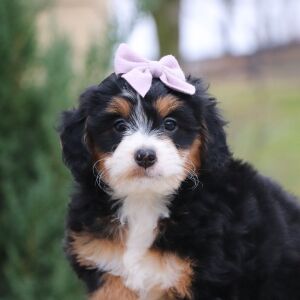 Bernedoodle Puppy Lola