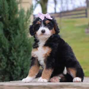 Bernedoodle Puppy Lola