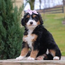 Bernedoodle Puppy Lola