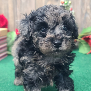 Poodle Puppy Valentino