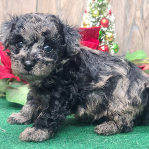 Poodle Puppy Valentino