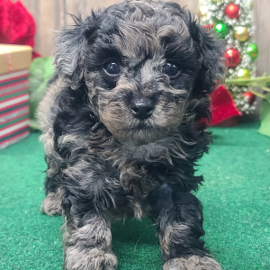 Poodle Puppy Valentino