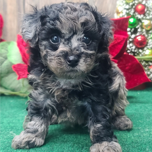 Poodle Puppy Valentino