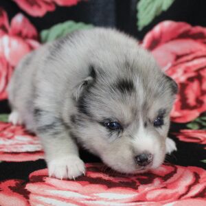 Pomsky Puppy Cheetah