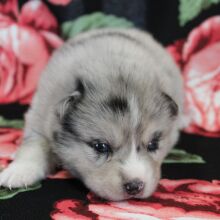 Pomsky Puppy Cheetah