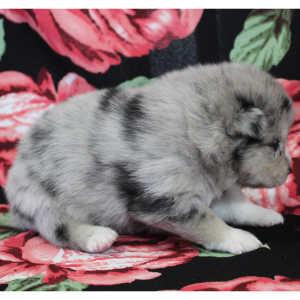 Pomsky Puppy Cheetah