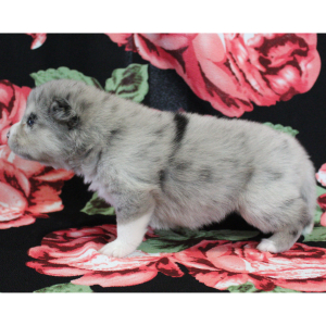 Pomsky Puppy Cheetah