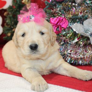 Golden Retriever Puppy Deedee