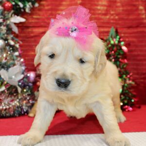 Golden Retriever Puppy Deedee