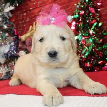 Golden Retriever Puppy Deedee