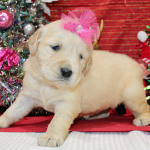 Golden Retriever Puppy Deedee