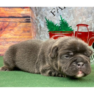French Bulldog Puppy Rocky