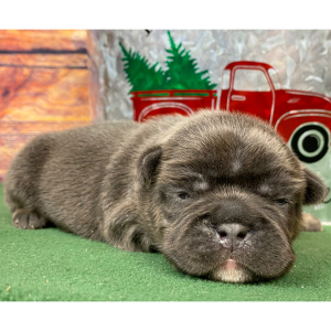 French Bulldog Puppy Rocky