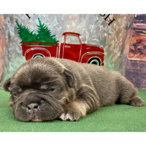 French Bulldog Puppy Rocky