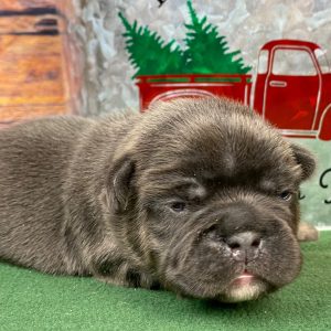 French Bulldog Puppy Rocky