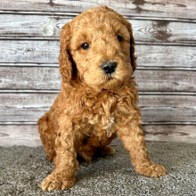 Goldendoodle Puppy Harrison