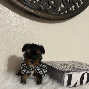 Yorkshire Terrier Puppy Milo