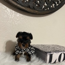 Yorkshire Terrier Puppy Milo