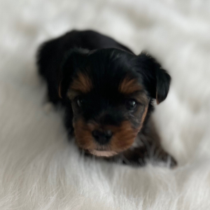Yorkshire Terrier Puppy Milo
