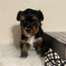 Yorkshire Terrier Puppy Milo