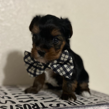 Yorkshire Terrier Puppy Milo