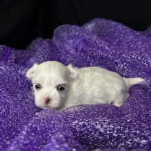 Maltese Puppy Ember