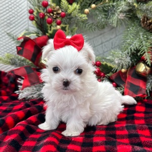 Maltese Puppy Ember