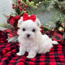 Maltese Puppy Ember