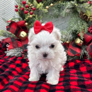 Maltese Puppy Ember