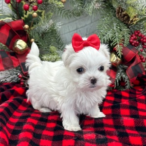 Maltese Puppy Ember