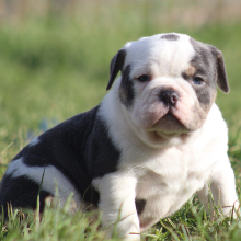 Victorian Bulldog Puppy Willow