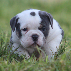 Victorian Bulldog Puppy Willow