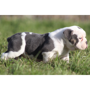 Victorian Bulldog Puppy Willow