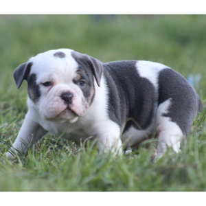 Victorian Bulldog Puppy Willow