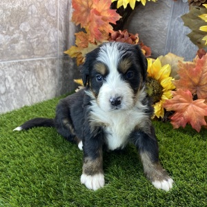 Bernese Mountain Dog Puppy Rosie