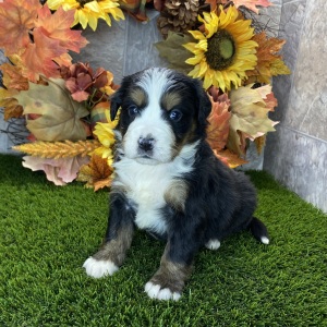 Bernese Mountain Dog Puppy Rosie