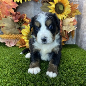 Bernese Mountain Dog Puppy Rosie
