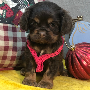 Cocker Spaniel Puppy Jill