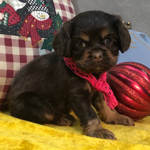Cocker Spaniel Puppy Jill